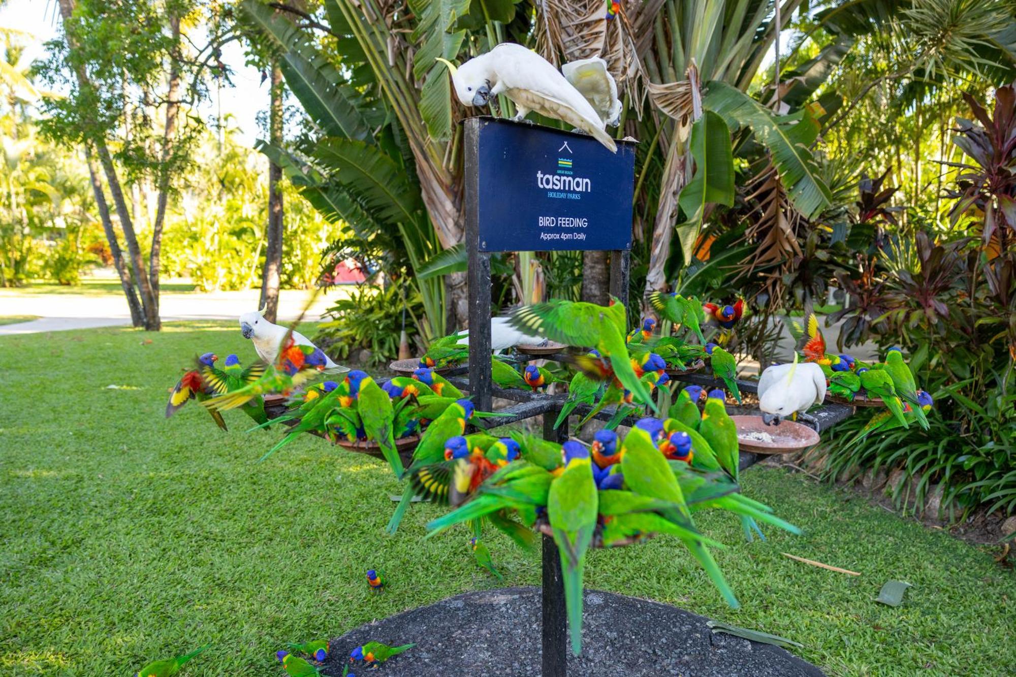 Tasman Holiday Parks - Airlie Beach Extérieur photo
